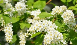 Здесь будет город-сад: «Ертіс орманы» засадили черемухой