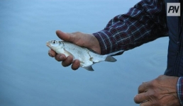 Баянаульским рыбакам запретили ловить рыбу