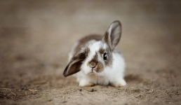 Один из рейсов США сорвал попавший в двигатель кролик