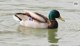 Где и на кого можно охотиться весной в Павлодарском Прииртышье