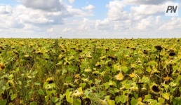 В Павлодаре не указавших выручку от экспорта бизнесменов оштрафовали