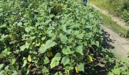 В Павлодарской области обсудили меры борьбы с опасным сорняком