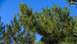 Павлодарская молодежь передала эстафету чистоты аксусцам