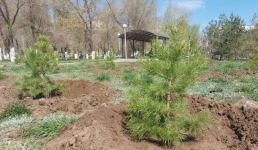 Новую концепцию озеленения внедрили в Павлодарской области