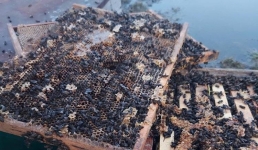 В Павлодарской области предприниматель получил компенсацию за погибших пчел