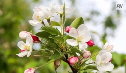 Тепло и без осадков: погода в Павлодарской области 2 мая