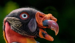 В зоопарке Бронкса использовали куклу для кормления птенца