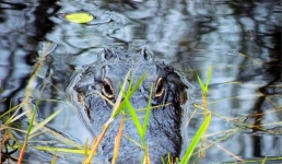 В Боливии самолёт совершил аварийную посадку на озере с аллигаторами