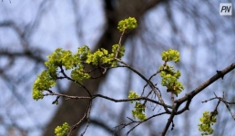 Дождь с грозой возможен  в Павлодарской области 10 мая