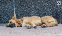 Решительных мер по бродячим животным потребовал Асаин Байханов