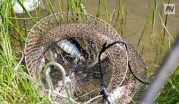 Полсотни нарушений правил рыболовства выявили в Павлодарском регионе