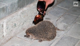 Павлодарцам не рекомендуют прикасаться к диким ежам