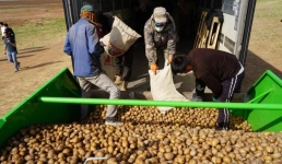 Орошение, элитные семена и чипсовый картофель: актогайские фермеры за качество