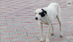 В Павлодаре собака напугала ребенка