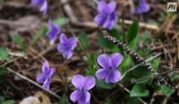 До +35 градусов ожидается 17 мая в Павлодарской области