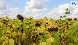 В Иртышском районе увеличили посевные площади под масличные