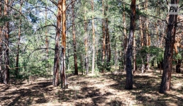 Павлодарцы могут надолго «загреметь» за неуважение к природе