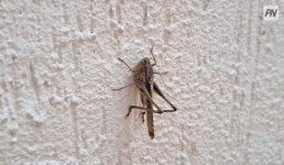 В Павлодарской области развернули борьбу против испанского пруса