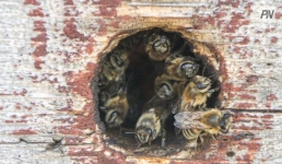 Терапия жалом: почему павлодарцы добровольно выбирают пчелиные укусы