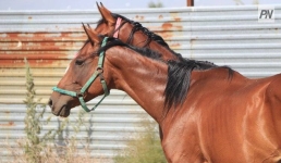 Фермер из Шарбакты делает ставку на животноводство