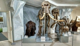 В Павлодар привезут 40-тысячелетнего мамонта Самсона