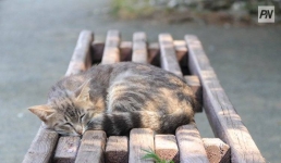 Павлодарцам предложили помочь бездомным животным