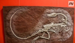 Павлодарцам показали «след» гигантского динозавра