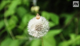 Цветение полыни: как павлодарцы могут избежать сезонной аллергии