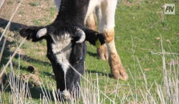 В Павлодарской области обнаружили бесхозный скот