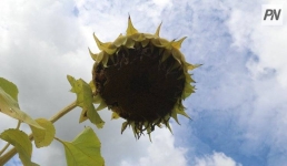 На павлодарских полях взрастят зарубежные «солнца»