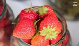 Павлодарский фермер нашёл способ почти весь год получать клубнику с полей