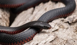 В Индии задержали змеиного контрабандиста