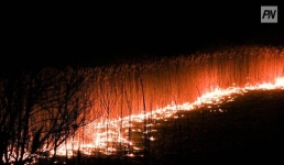 В Павлодарской области потушили четыре лесных пожара