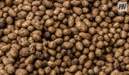 GRIZZLY и SLANG: когда появятся павлодарские чипсы