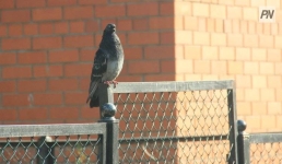 В США из-за «пернатой» проблемы задержали рейс