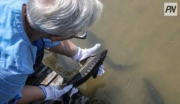 Сибирский осётр возвращается в Иртыш