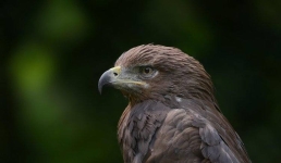 В Павлодарской области обнаружили гнездо краснокнижной птицы