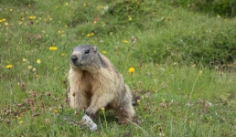 В Павлодарской области стартовала охота на сурка байбака
