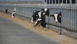 Как «поумнели» фермы Павлодарской области