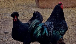 Редких кур поселили в павлодарском колледже