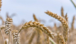 В Казахстане выросли объёмы зерновых поставок