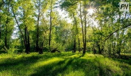 Павлодарские лесники призвали сохранить зелёное богатство региона