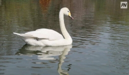 Краснокнижные пернатые с птенцами облюбовали Павлодарскую область