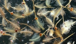 В Павлодарской области временно запретили добывать ценного рачка