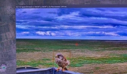 Передышку ловчей птицы «поймала» камера павлодарских лесников