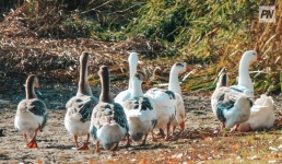 Любовь и гусята: как в Кузьмино строят жизнь заново