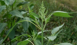 Часть Павлодарского района освободили от сорняка-иноземца