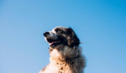 Собаки напали на двух павлодарцев