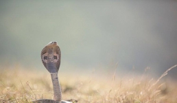 Маленький житель Индии отбился от кобры