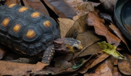 В Бразилии поймали черепахового контрабандиста